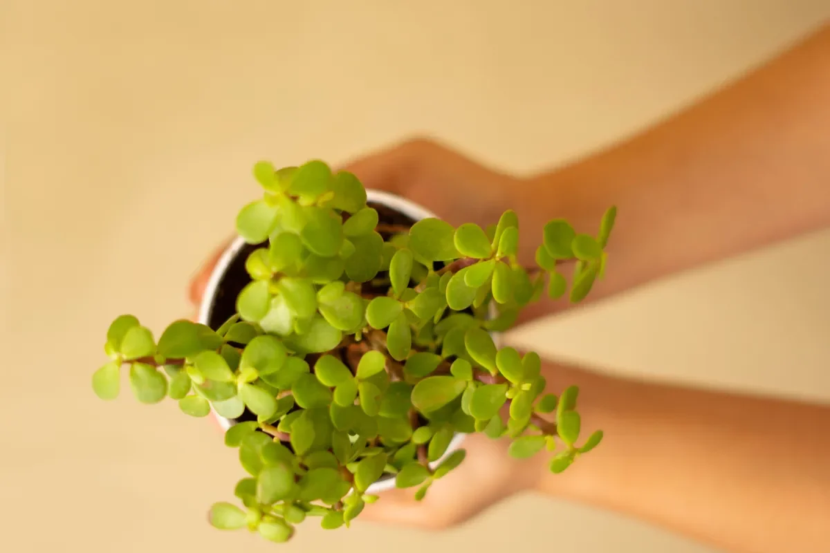 arbre-de-jade-signification-decouvrez-ses-symboles-et-bienfaits