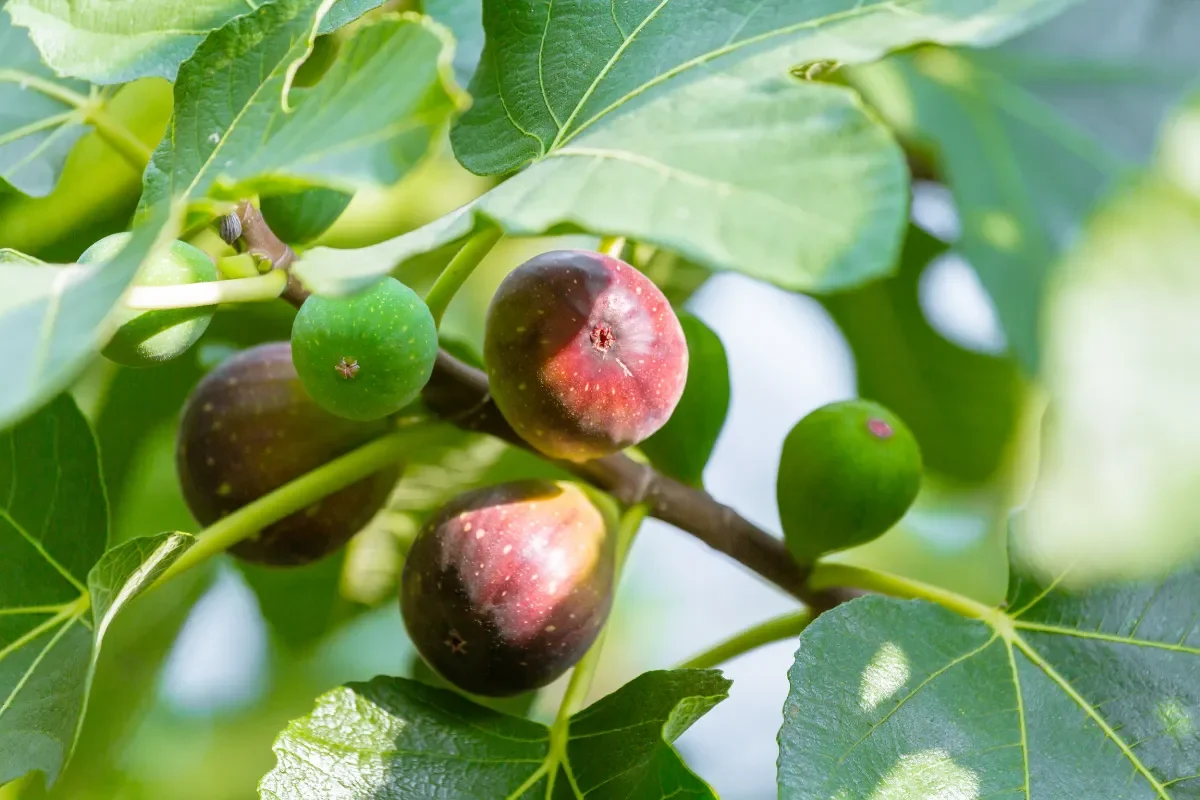 a-quel-age-un-figuier-donne-des-fruits-voici-la-reponse